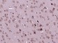 Phospho-NFKB1 (Ser927) Rabbit pAb